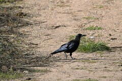 Corvus frugilegus