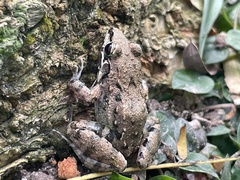Leptodactylus fragilis