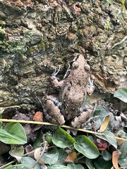 Leptodactylus fragilis