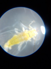 Glycaspis brimblecombei