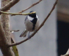 Parus cinereus