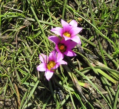Romulea rosea