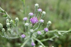 Carphephorus corymbosus