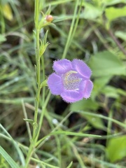 Agalinis heterophylla