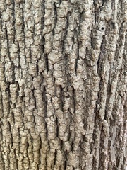 Fraxinus americana
