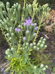 Carphephorus corymbosus