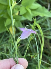 Agalinis heterophylla