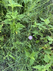 Agalinis heterophylla