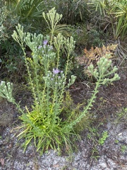 Carphephorus corymbosus