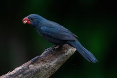 Saltator fuliginosus