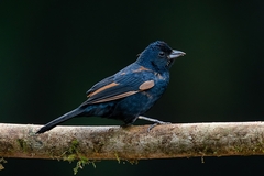 Tachyphonus coronatus