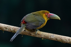 Pteroglossus bailloni