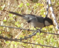 Parus cinereus