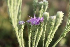 Carphephorus corymbosus