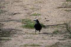 Corvus frugilegus