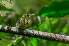 Pogonotriccus paulista