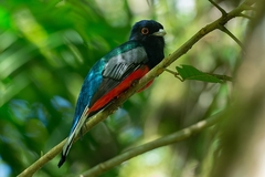Trogon surrucura