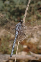 Orthetrum chrysostigma
