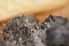 Pilobolus crystallinus