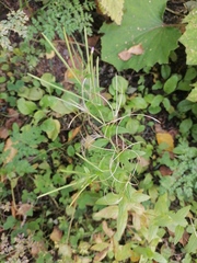 Epilobium adenocaulon