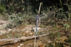 Orthetrum chrysostigma