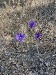 Brodiaea