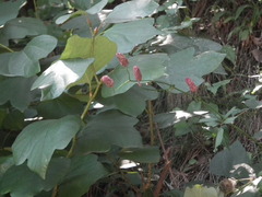Sanguisorba tenuifolia