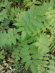 Sorbaria sorbifolia