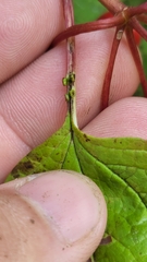 Viburnum opulus opulus
