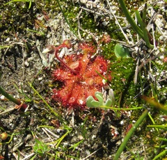 Drosera trinervia
