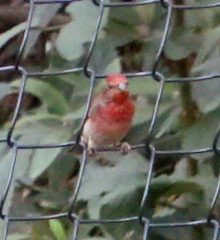 Carpodacus erythrinus