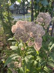 Eutrochium purpureum