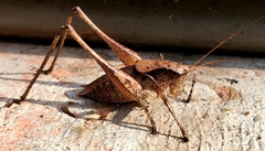 Tettigoniinae