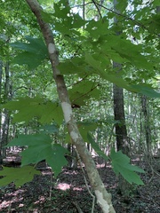 Acer saccharum