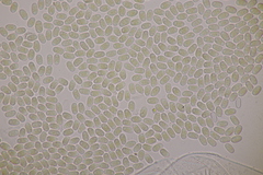 Pilobolus crystallinus