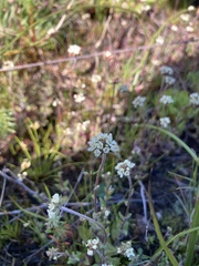 Phyllopodium capillare