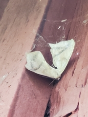 Prochoerodes lineola