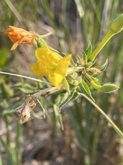 Oenothera elata
