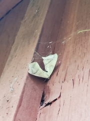 Prochoerodes lineola