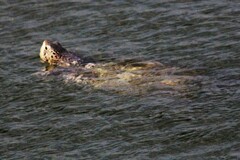 Malaclemys terrapin