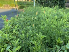 Equisetum ramosissimum