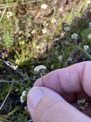 Phyllopodium capillare