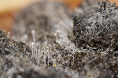 Pilobolus crystallinus