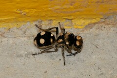 Hoplomutilla