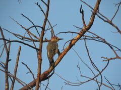 Melanerpes pygmaeus
