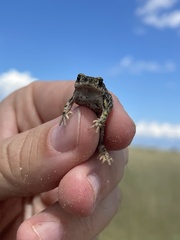 Anaxyrus debilis