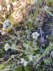 Phyllopodium capillare