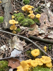 Cantharellus minor