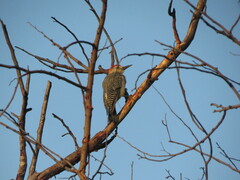 Melanerpes pygmaeus