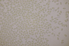 Pilobolus crystallinus